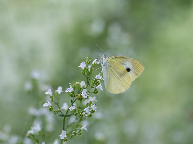 ハーブガーデンのモンシロチョウ