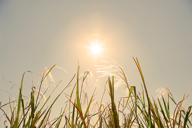 2017年の「秋分」は9月23日です