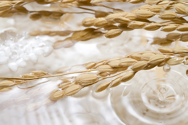 日本酒の精米歩合って何？