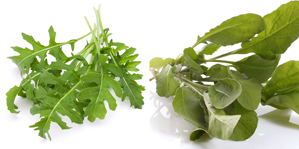 「ルッコラセルバチコ」と「ルッコラ」