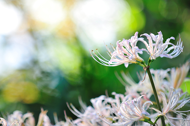 秋分の日は秋のお彼岸