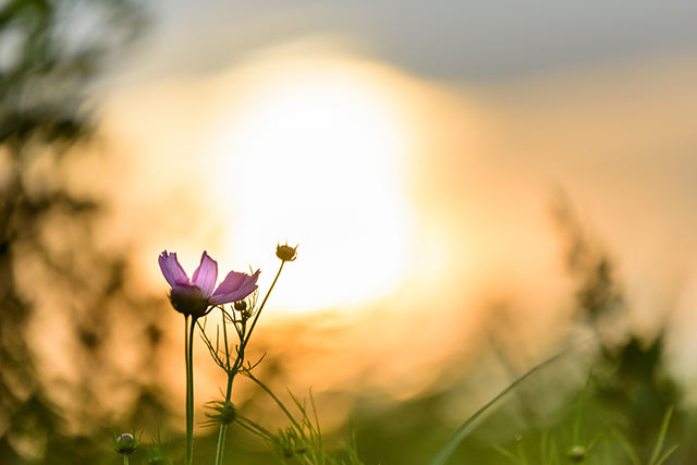 秋分は、1年の黄昏時