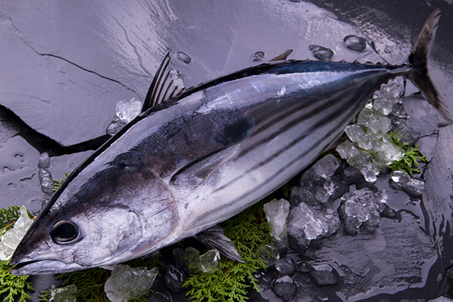 獲れる場所・時期の違いから、カツオの旬は年に2回訪れる