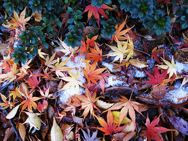 冬の始まり（初霜ともみじ）
