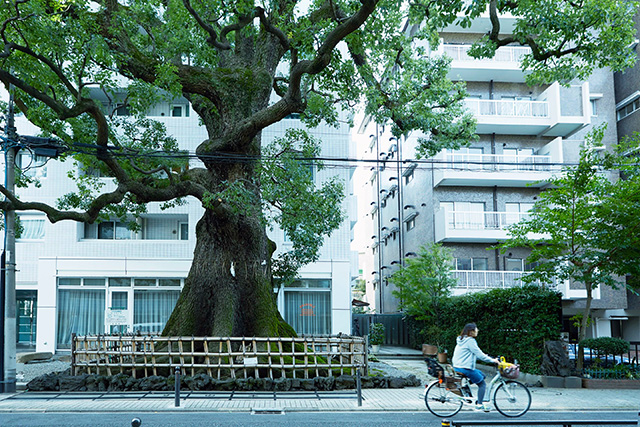 司馬遼太郎が週刊朝日で連載した歩き旅シリーズ「街道をゆく」にも登場して有名になったクスノキ