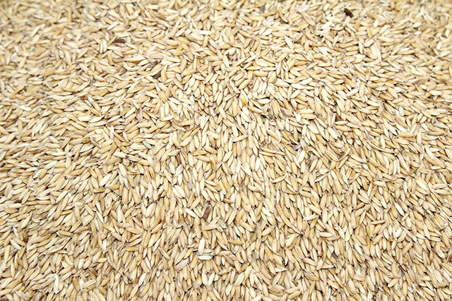 玄米・茶色米（gạo lứt）