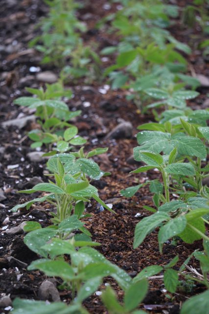 オーガニックな大豆の若葉