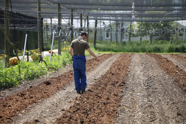 オーガニックで大豆栽培