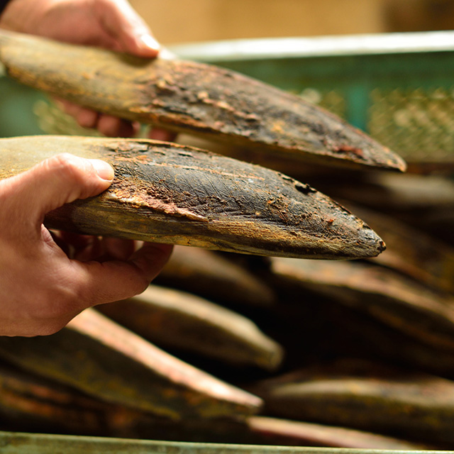 発酵食品を作る微生物ってどんなもの？【教えて！小泉武夫先生】