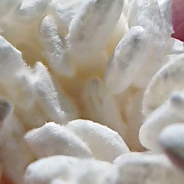 麹とずっと一緒にいたい♡ポータブルな「抱き麹」と本格的な「麹作り」が学べる講座が9月に開催