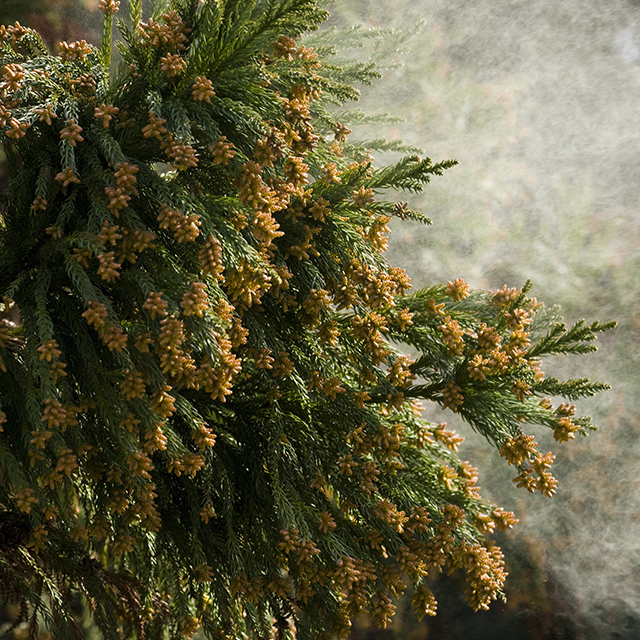 食べておけば「花粉症」が楽に！ヨーグルトの乳酸菌×柑橘類の「じゃばら」で花粉症対策