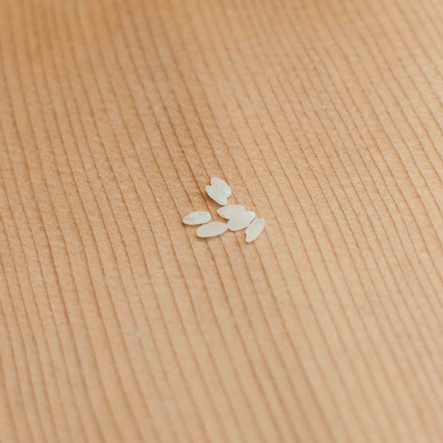 The second day of Koji camp with Nakaji in Shiga. A jam packed day learning from the professional temperature control to the rule of fermentation (Vol.2)