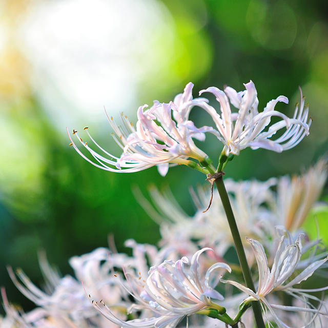 【秋分】発酵ワクワク大使の二十四節気のお話