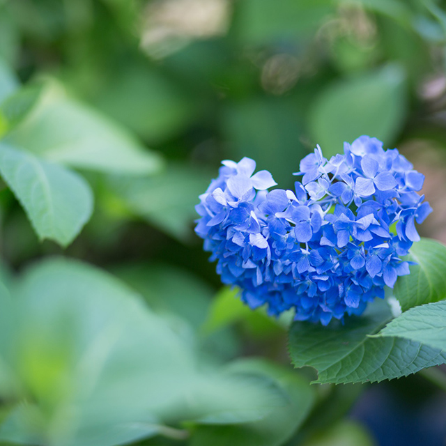【夏至とは？】発酵ワクワク大使の二十誌節気のお話