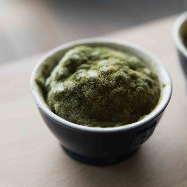 Making Koji with a professional Koji maker at a traditional Machiya house in Kyoto (Vol. 1)