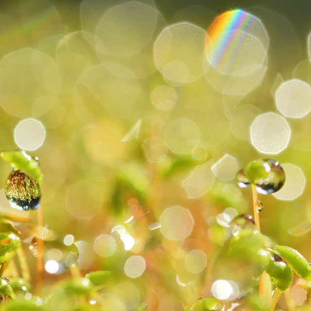 春の準備スタート！「雨水(うすい)」からデトックスを始めるべき理由とは？：発酵ワクワク大使の二十四節気のお話