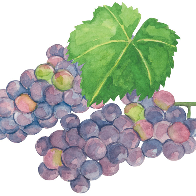 甲州ワイン_発酵食品サミットinやまなし：haccola　発酵ライフを楽しむ「ハッコラ」