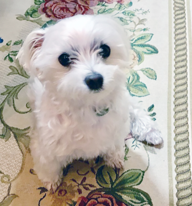 香坂家の愛犬（8歳のマルチーズ）