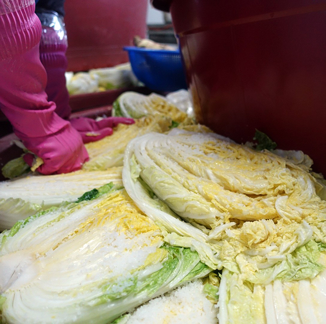 その後、何度も白菜の漬かり具合をチェックするアジュンマ