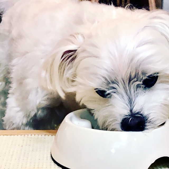 ドライフードに本枯節の出汁をかけて消化を助ける