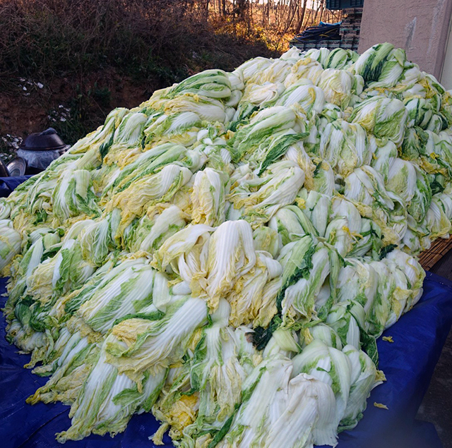 朝、明るくなってからの光景。傾斜がついている板の上に白菜が積まれている