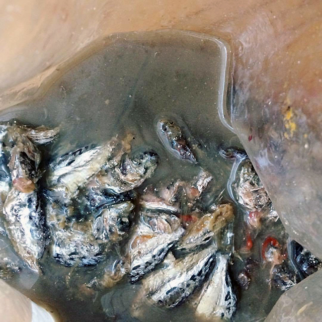 半年後の発酵したヒイラギ