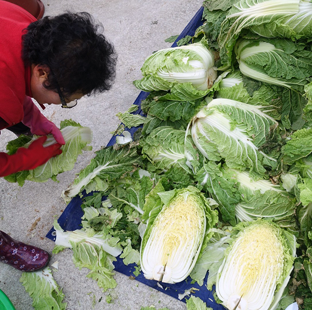 白菜の切り方にも各家の個性が出る：白菜を切る（割く）