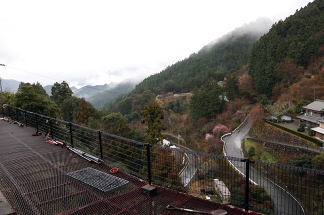 「茶畑」と聞いてイメージする“一面に広がる段々畑”ではない土地に茶葉が自生する