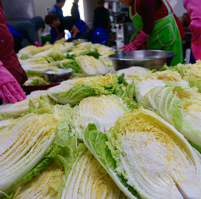 粗めの海塩を白菜の葉1枚1枚の間にすり込んでいく