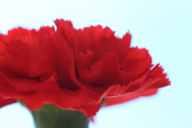 カーネーションから発見された酵母で日本酒を開発